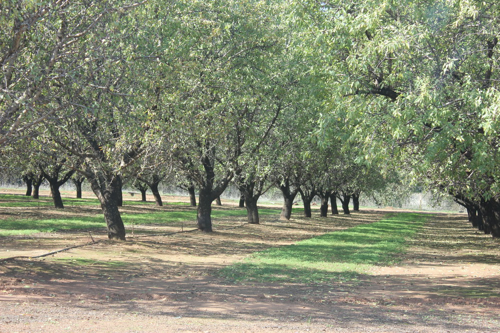 Curtis Road Munno Para: 2015