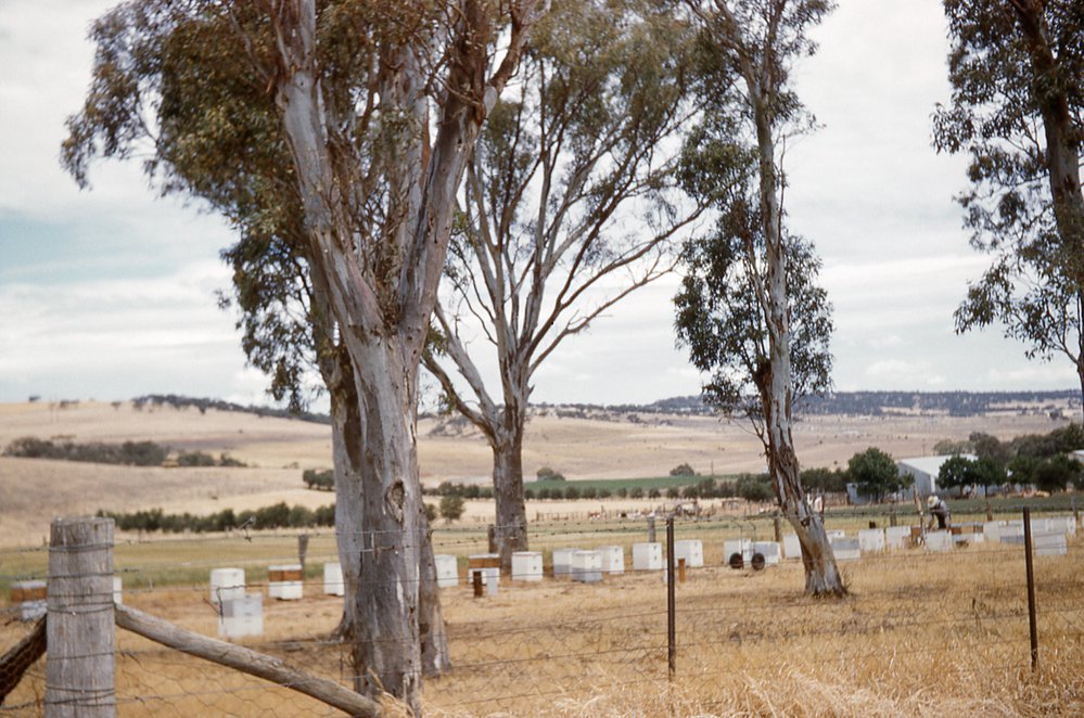 Bee hives at Elizabeth Vale.