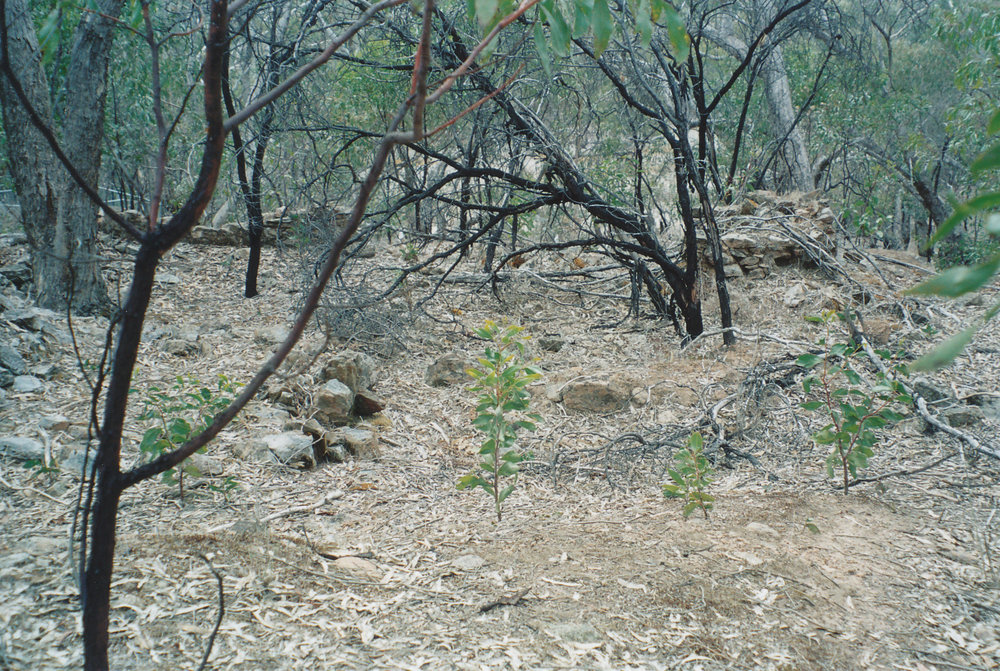 Lady Alice ruins of goldfields