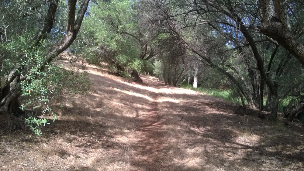 Olive Grove Elizabeth Park: 2014