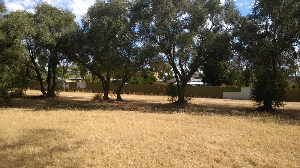 Olive Grove Elizabeth Park: 2014