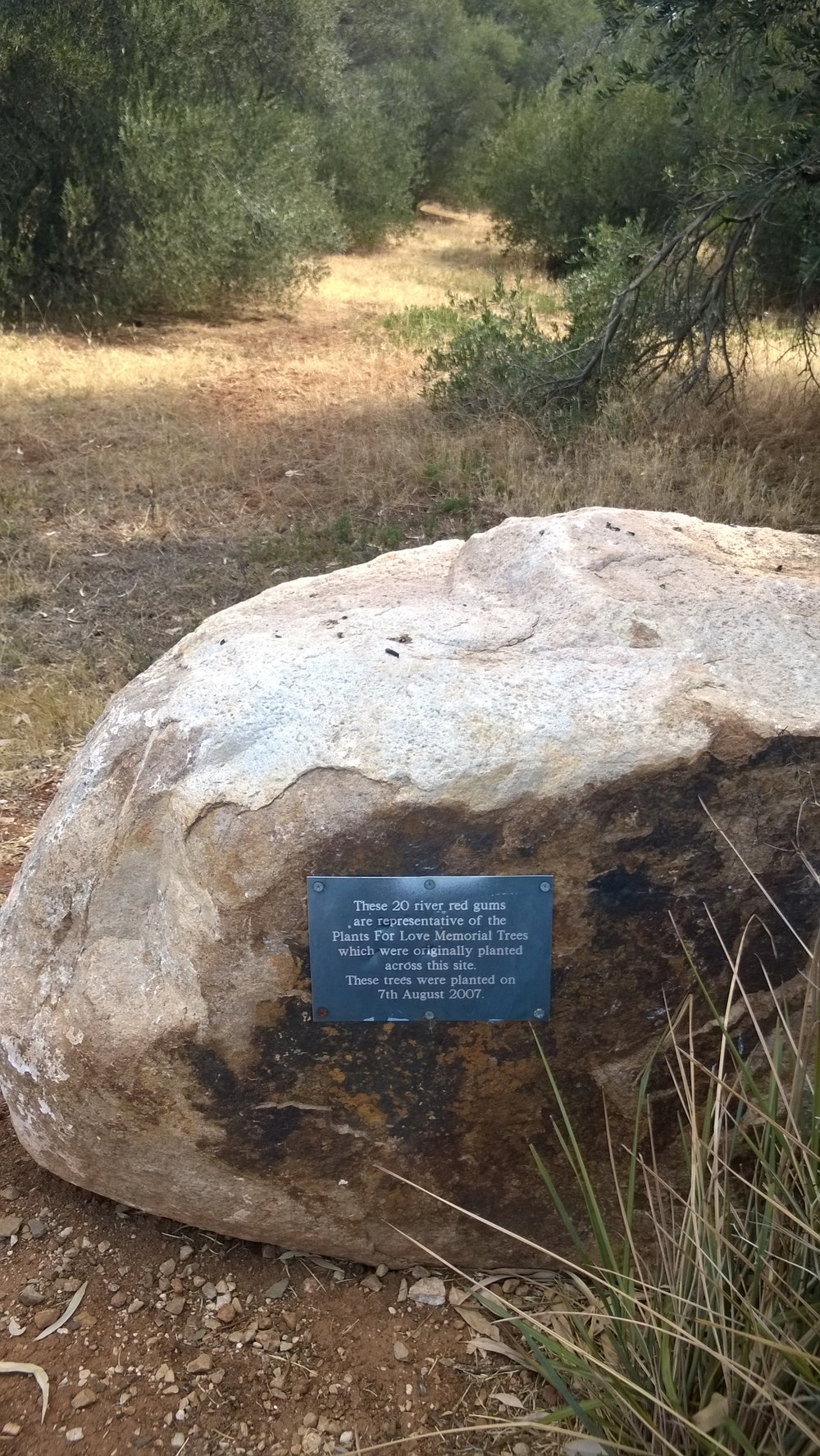 Olive Grove Elizabeth Park: 2014