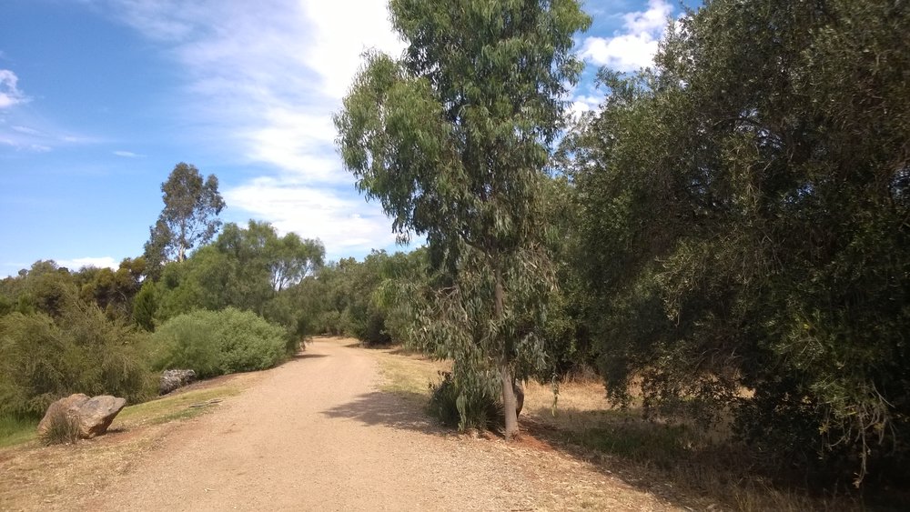 Olive Grove Elizabeth Park: 2014