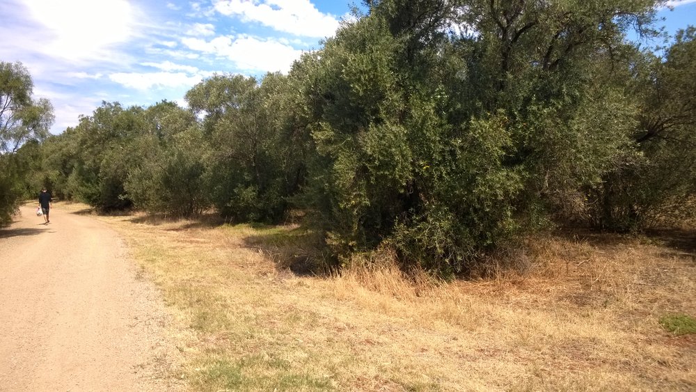 Olive Grove Elizabeth Park: 2014