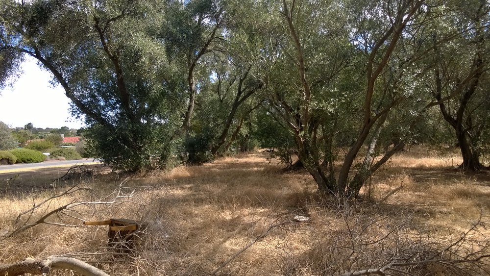 Olive Grove Elizabeth Park: 2014