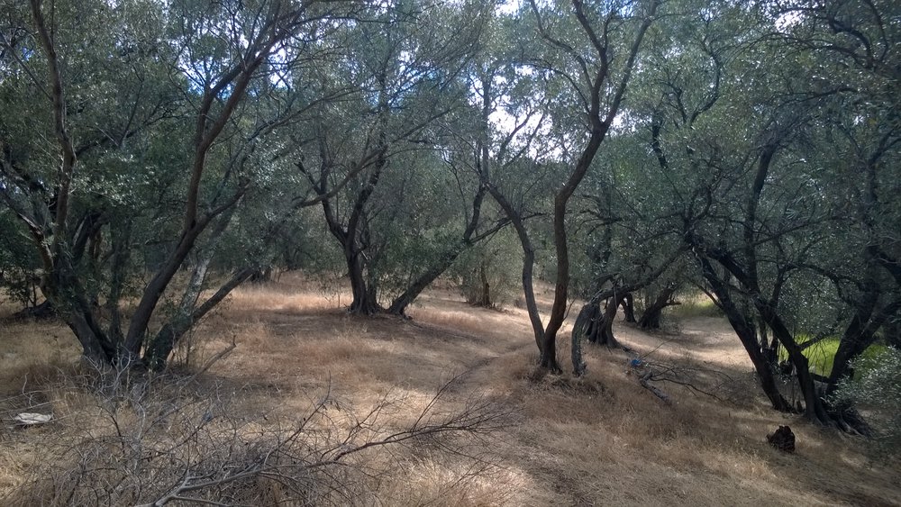 Olive Grove Elizabeth Park: 2014