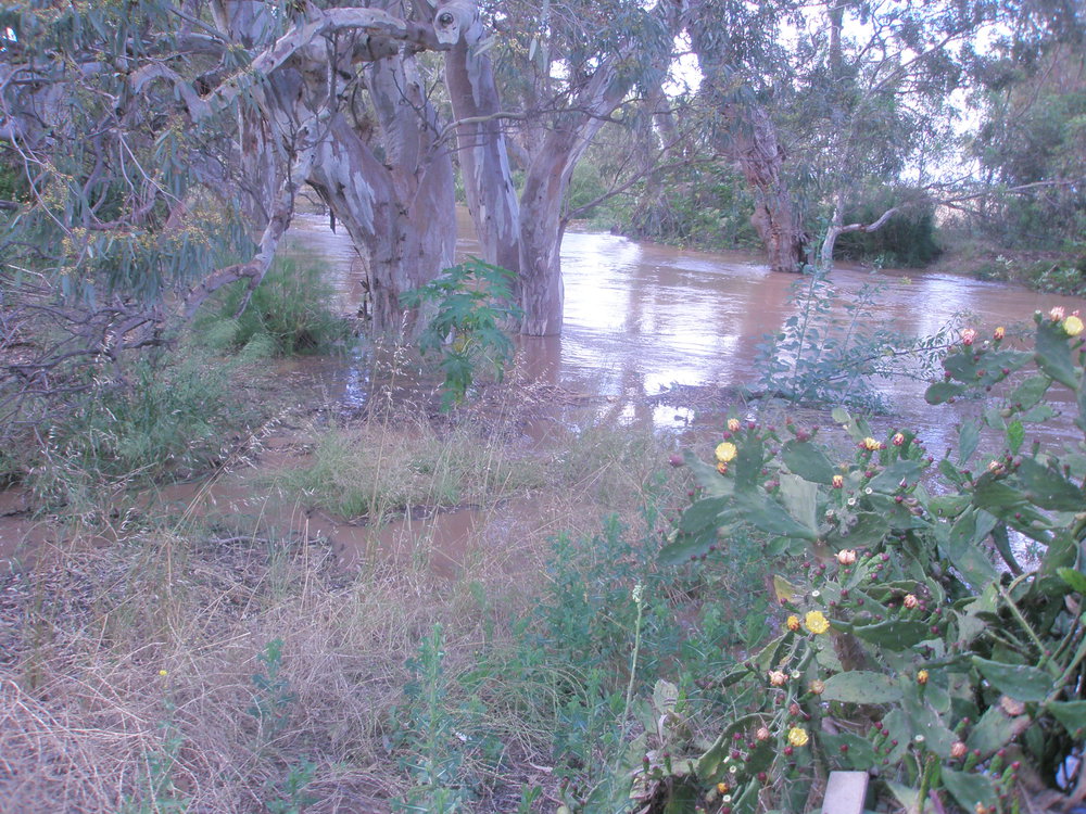 Gawler River in Flood: 2010