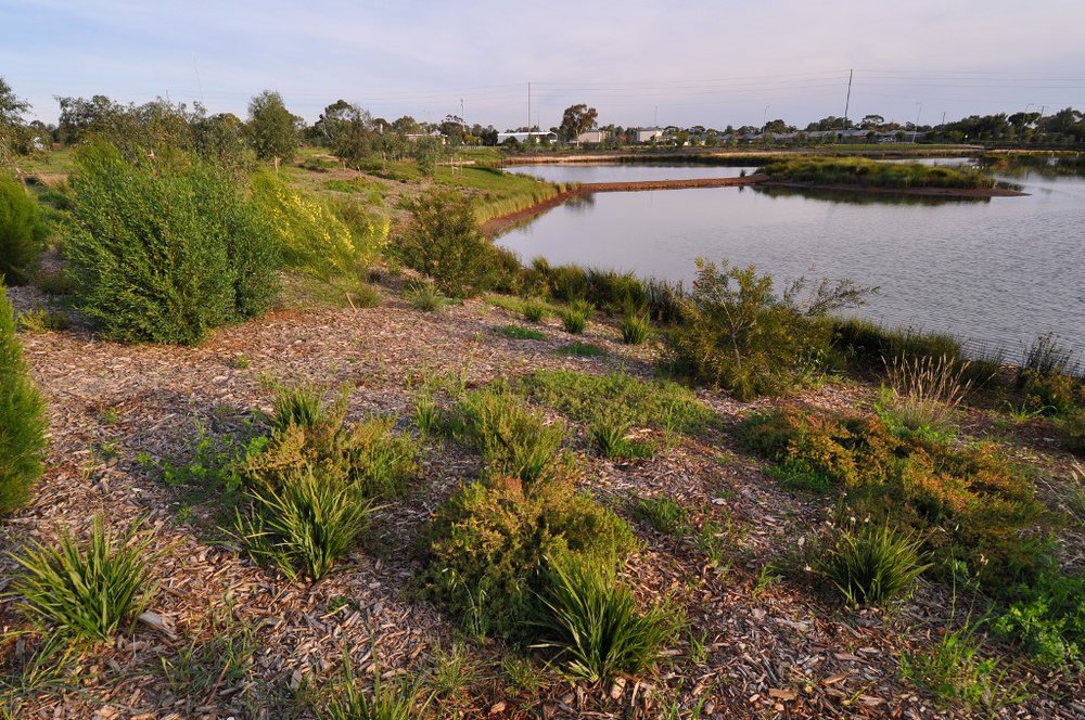 Munno Para Wetlands: 2015