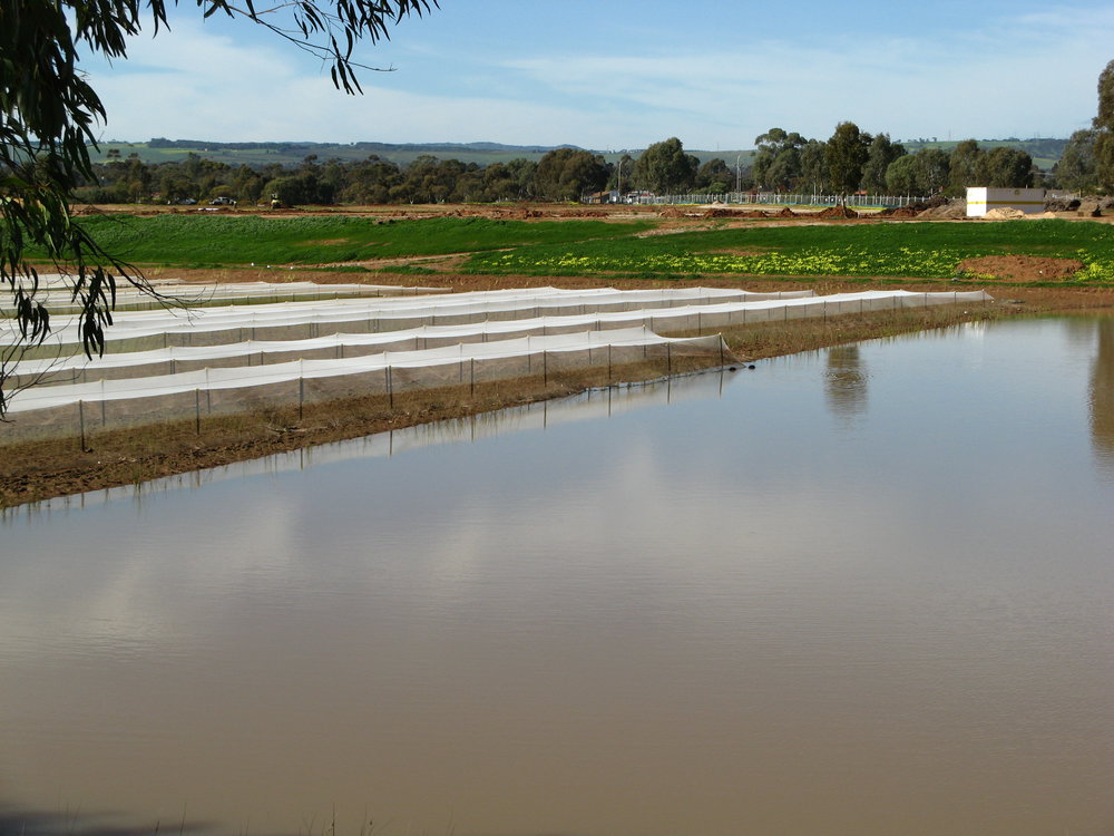 Stebonheath Wetlands Munno Para: 2009