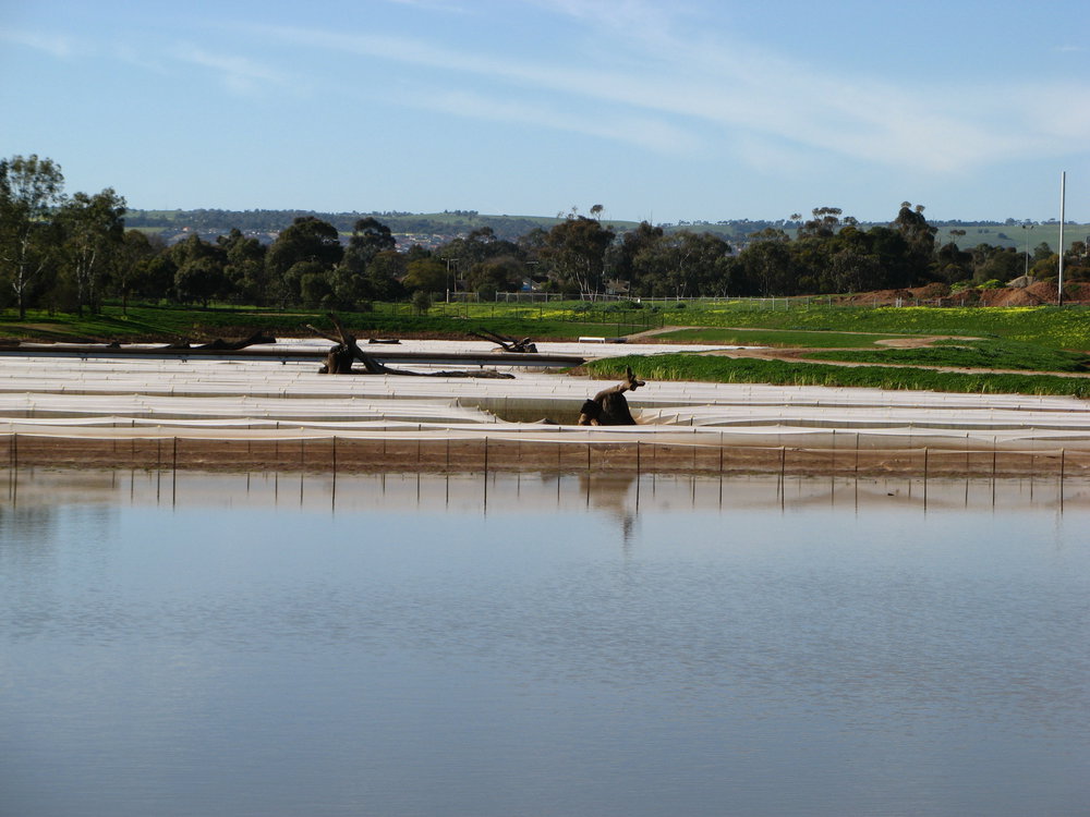 Stebonheath Wetlands Munno Para: 2009