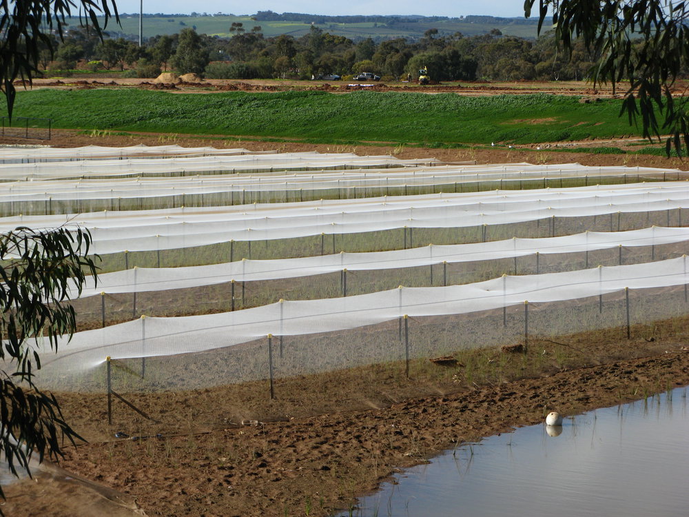 Stebonheath Wetlands Munno Para: 2009
