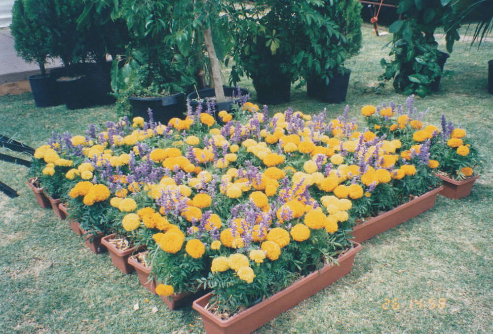 Australia Day Celebrations - 1997
