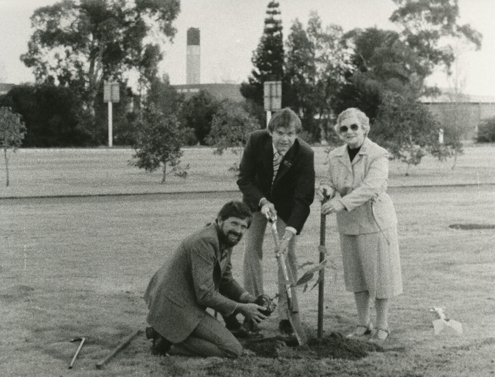International Year of the Tree