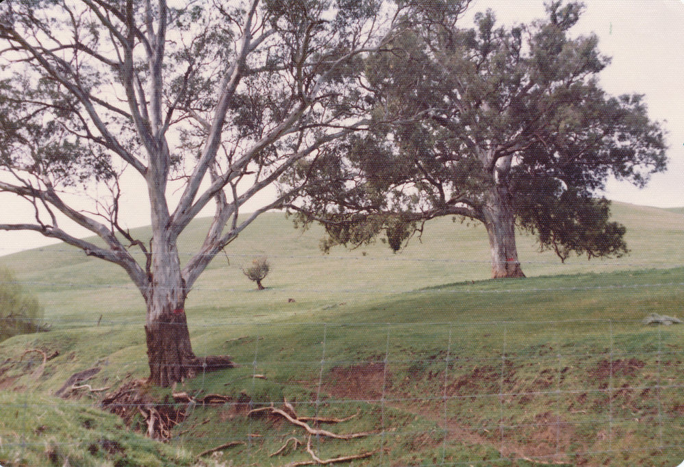 Gould Creek Homestead