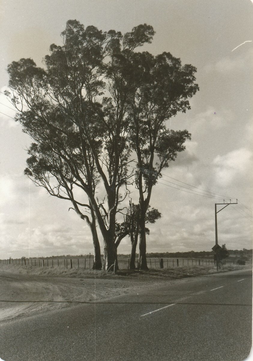 Site of Original One Tree