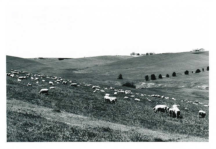 Hillside grazing at One Tree Hill