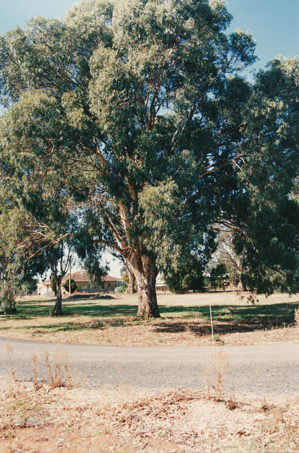 Augusta Square, Smithfield