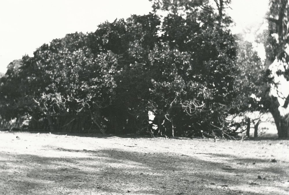 Cumberland Farm, One Tree Hill