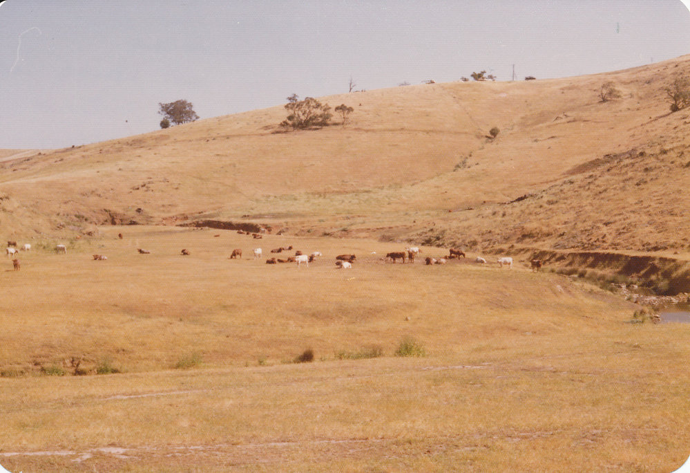 Cumberland Farm, One Tree Hill