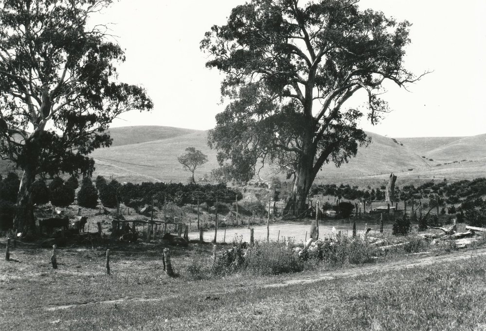 Little Para River Orangery