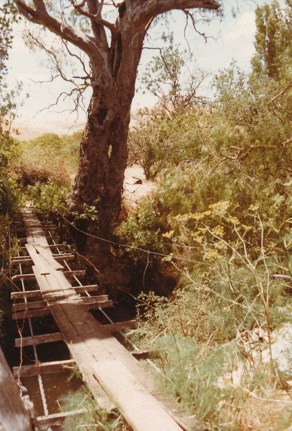 Little Para Orangery