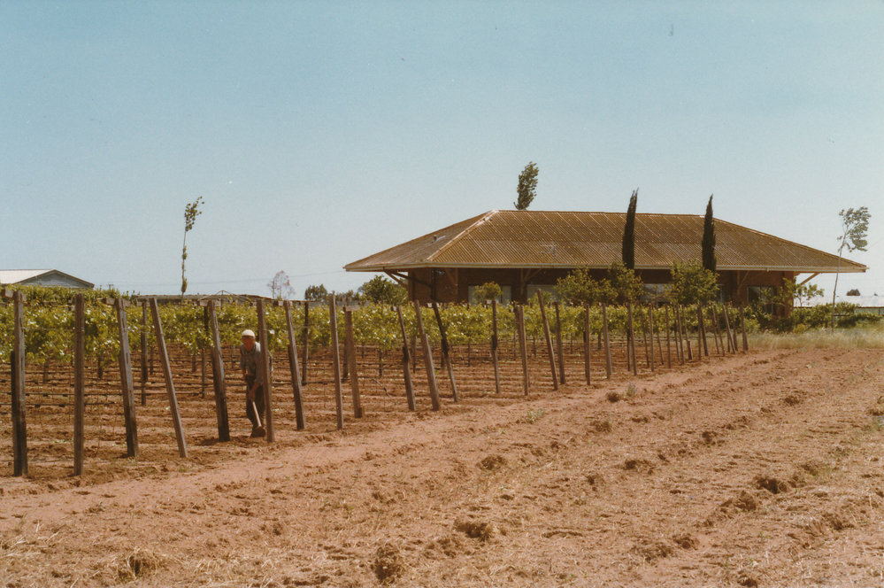 Vineyards at MacDonald Park
