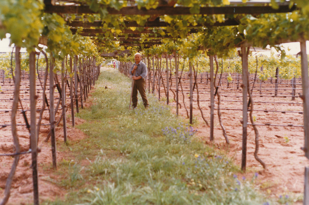 Vineyards at MacDonald Park