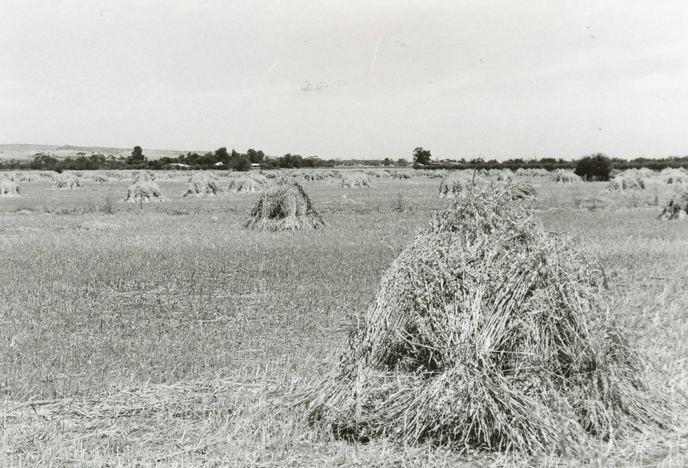 Evanston Gardens Farms : 1978