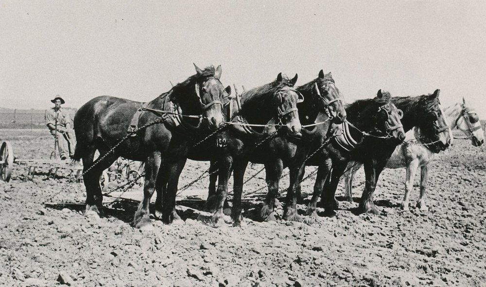 Ploughing Match at Virginia