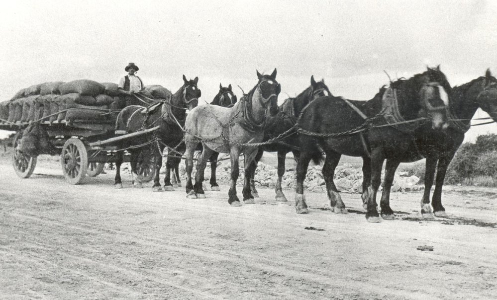 Horses Taking Wheat to Market