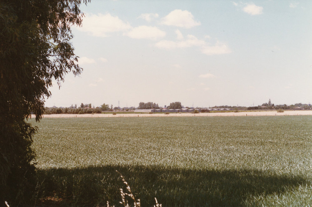 Cereal Crops at Virginia