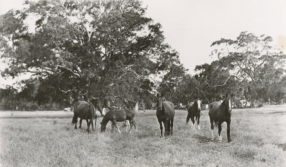 Horses at Maslin's Place, Angle Vale