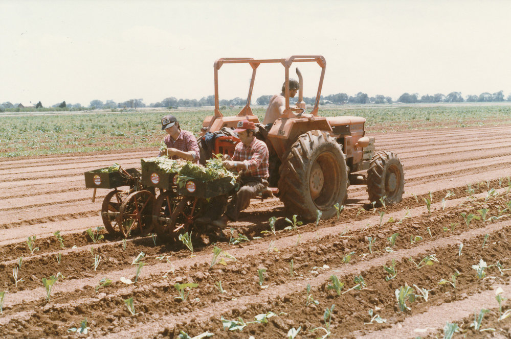 Cabbage Planting at Angle Vale