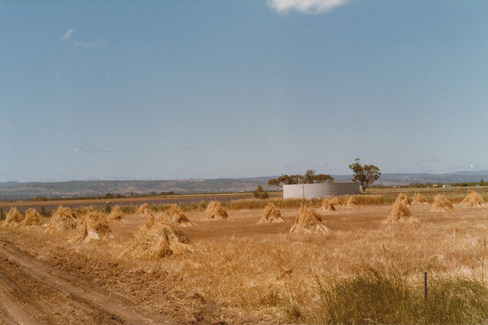 Haystacks at Angle Vale