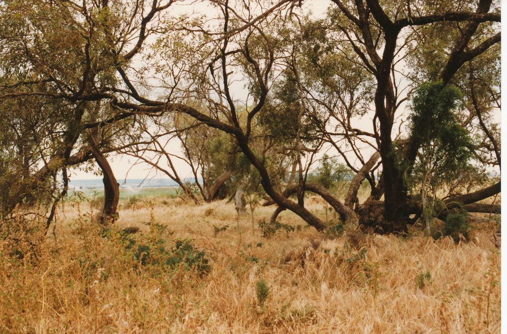 Willow Grove, Angle Vale