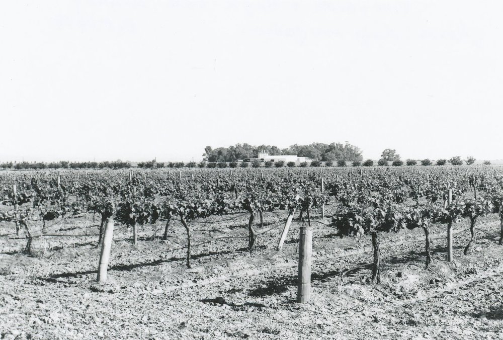 Angle Vale Winery