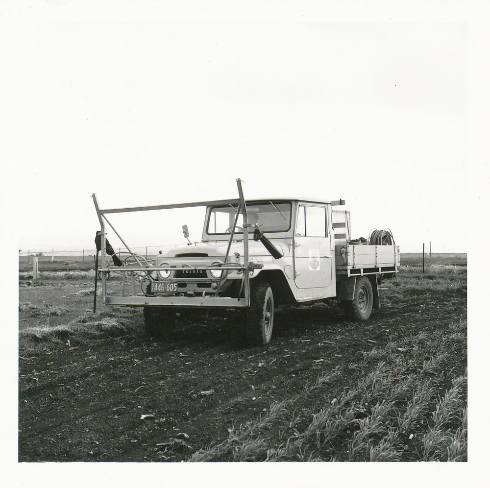 Removing wild artichoke