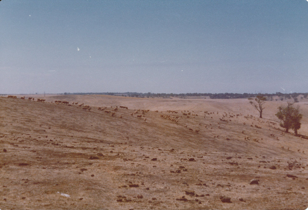 Gould Creek Property