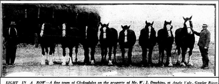 Clydesdales on the property of Mr W J Dawkins at Angle Vale
