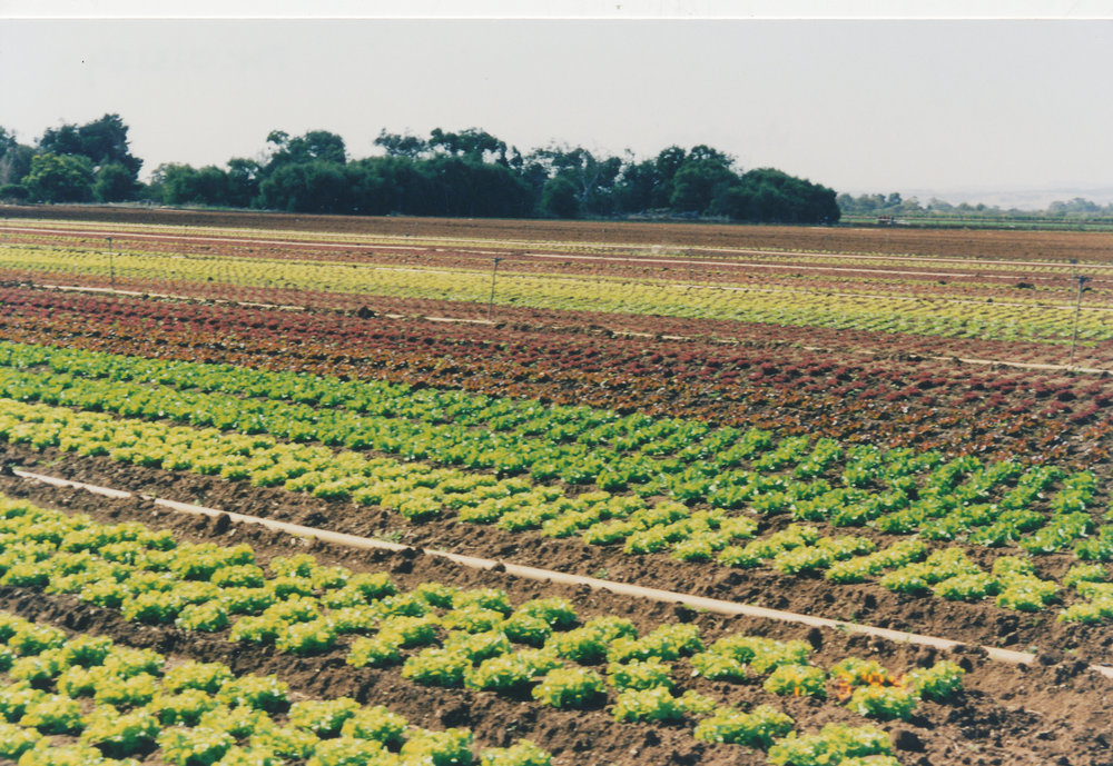 Virginia Market Gardens