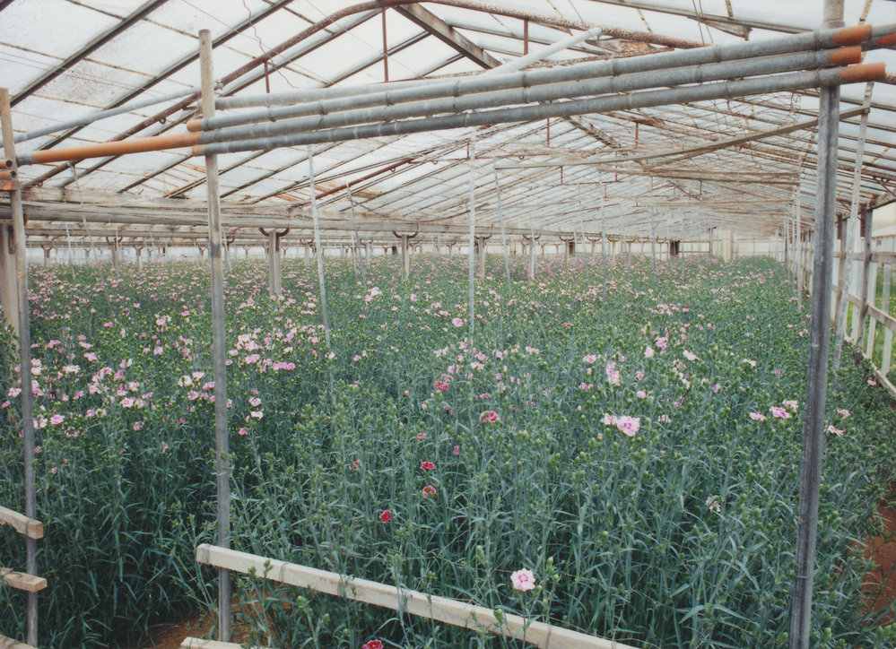 Virginia Market Gardens