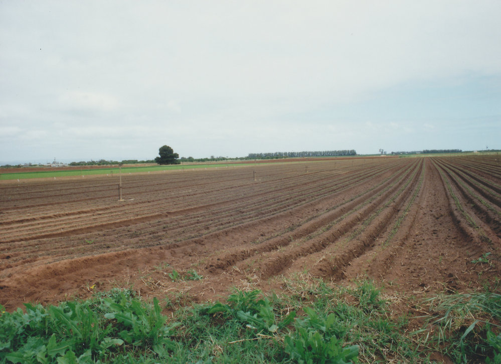 Virginia Market Gardens