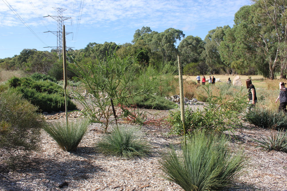 Little Para Seed Orchard