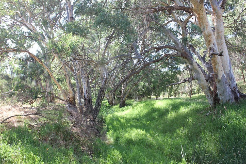 Little Para Seed Orchard