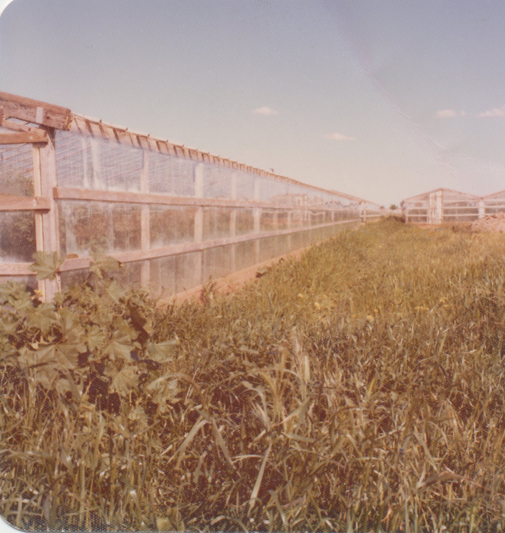 Virginia Glass Houses