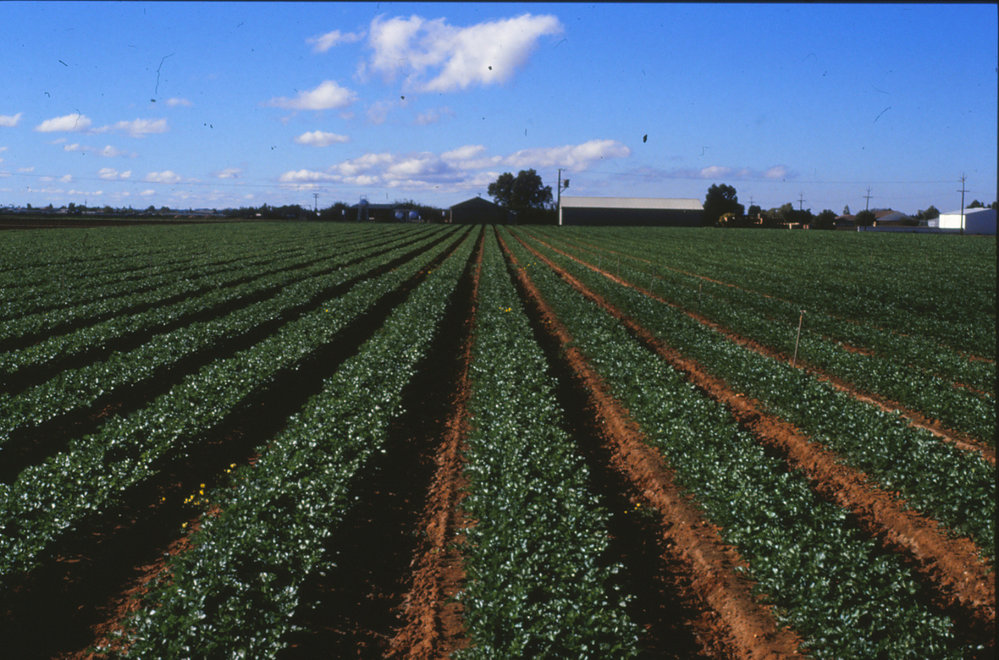 Virginia Market Gardens
