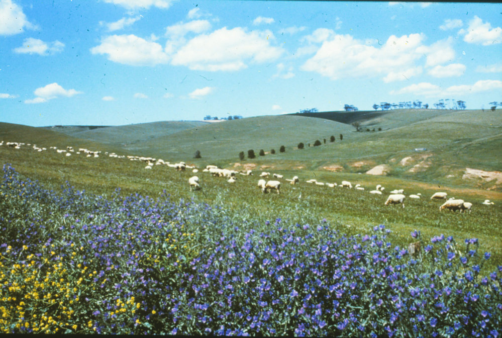 Hillside grazing at One Tree Hill