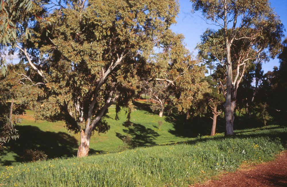 Jubilee Park, Elizabeth Park