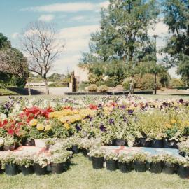Garden Display on Windsor Green