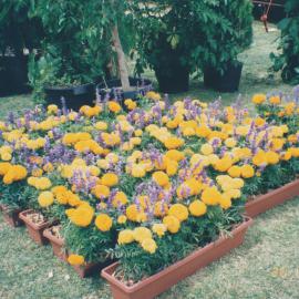 Australia Day Celebrations - 1997